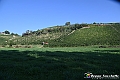 VBS_5809 - C'è un mare di velluto verde! E tu che sognavi di andare lontano... Quanta meraviglia, quì!